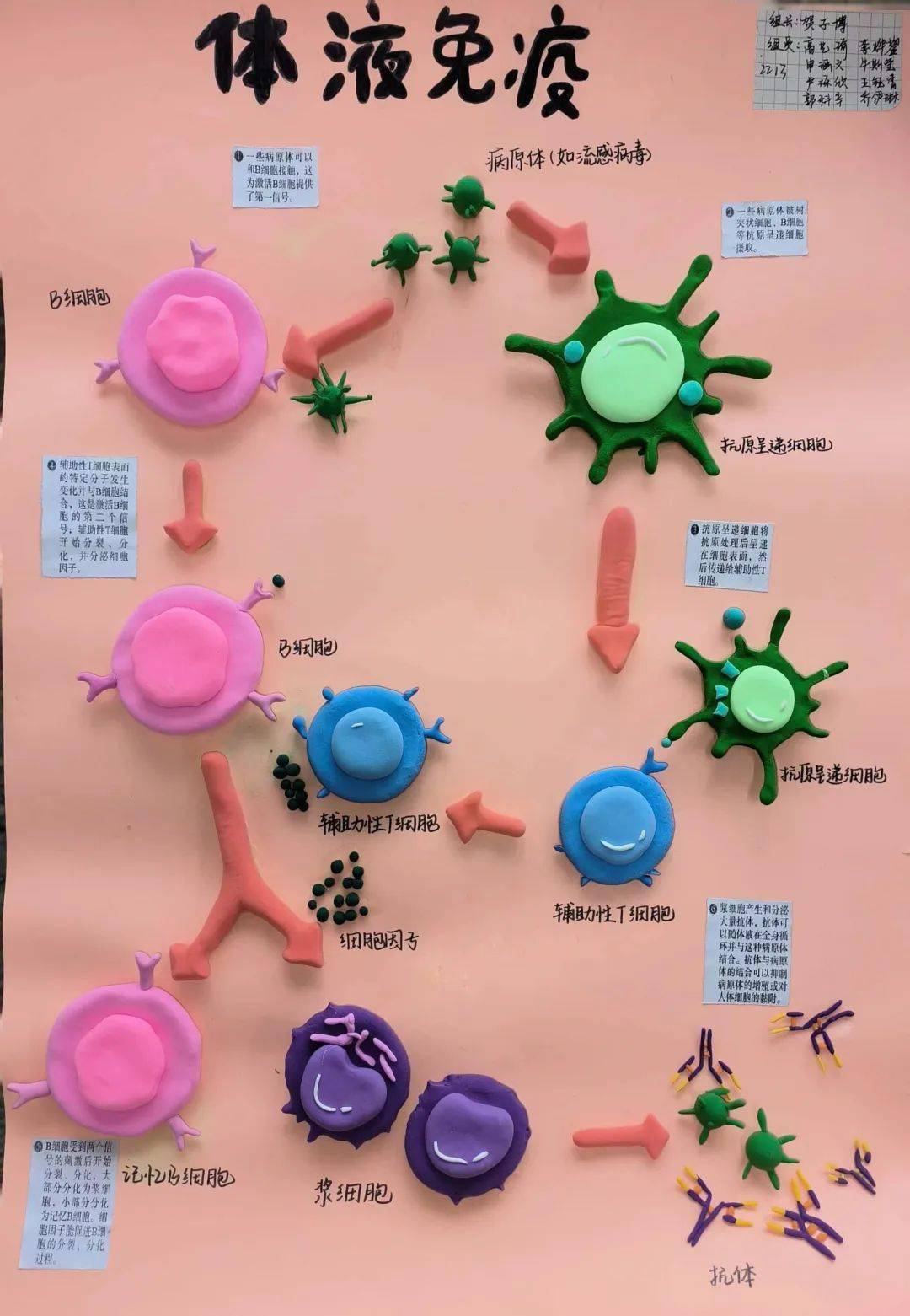 【科技节】塑生命之形 展生物奥妙——临汾一中第八届科技节生物模型