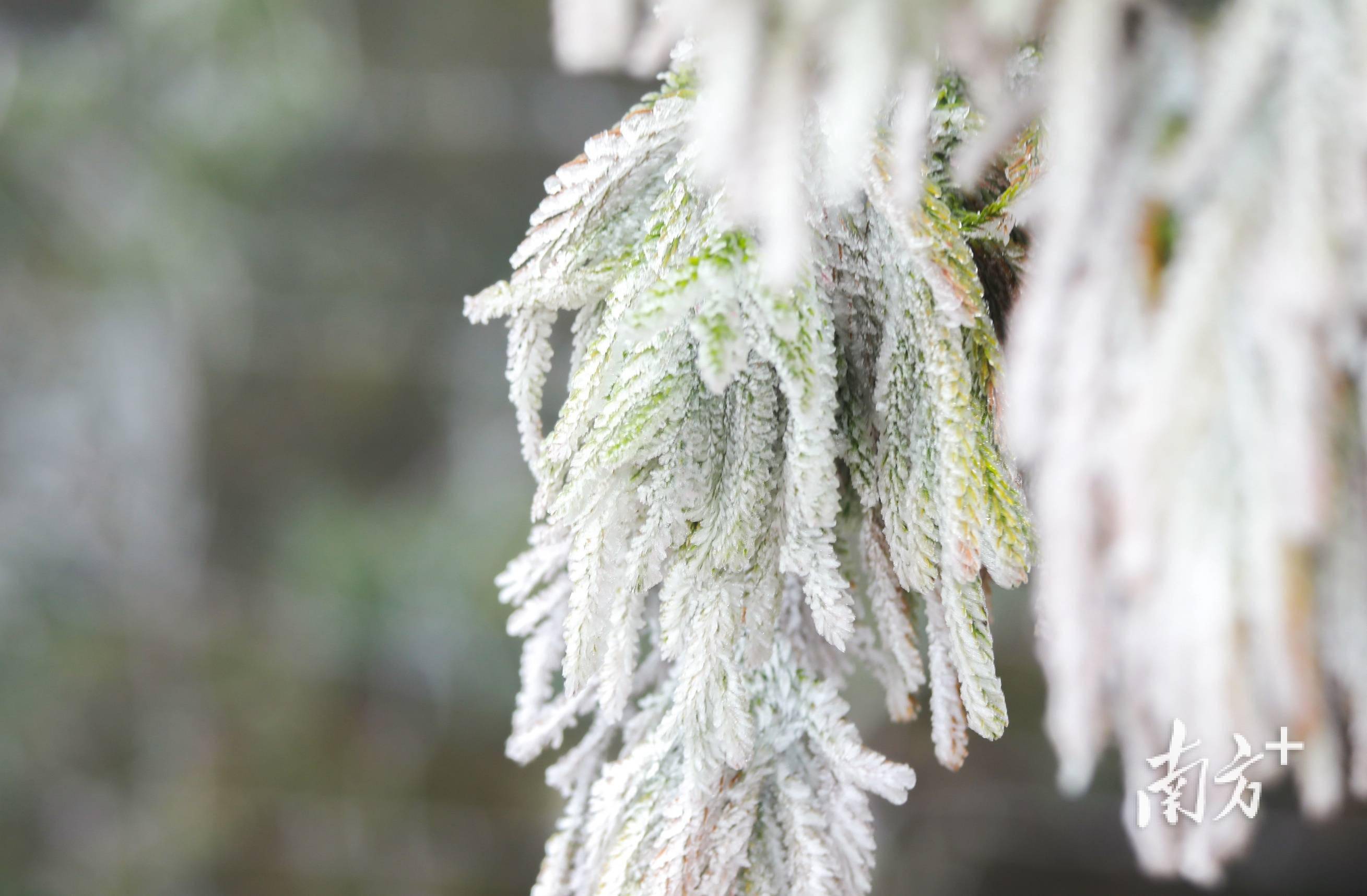 快来韶关乐昌赏"雪树银花"→_陈锴进_南方_摄影