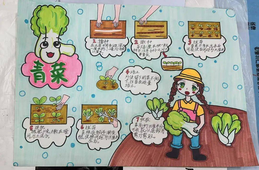 三年级蔬菜种植手抄报图片