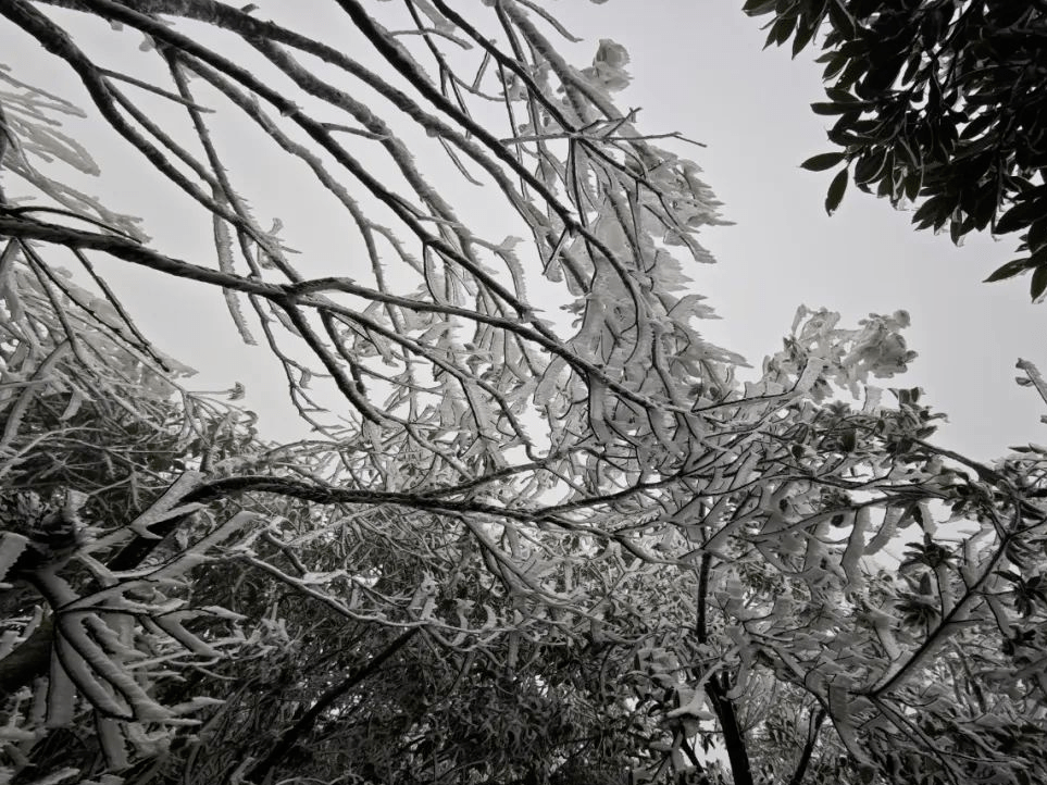 賞霧凇嗎?進入仙境的那種_冬日_峨嵋_台山