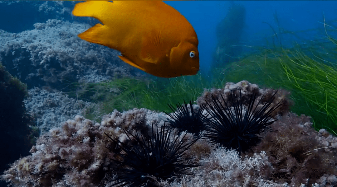 雀鲷,海底菜园的守护者_海胆_高欢_珊瑚礁