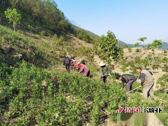 竹溪千餘農業加工企業轉化增值助力農民增收_車間_中藥材_杜仲