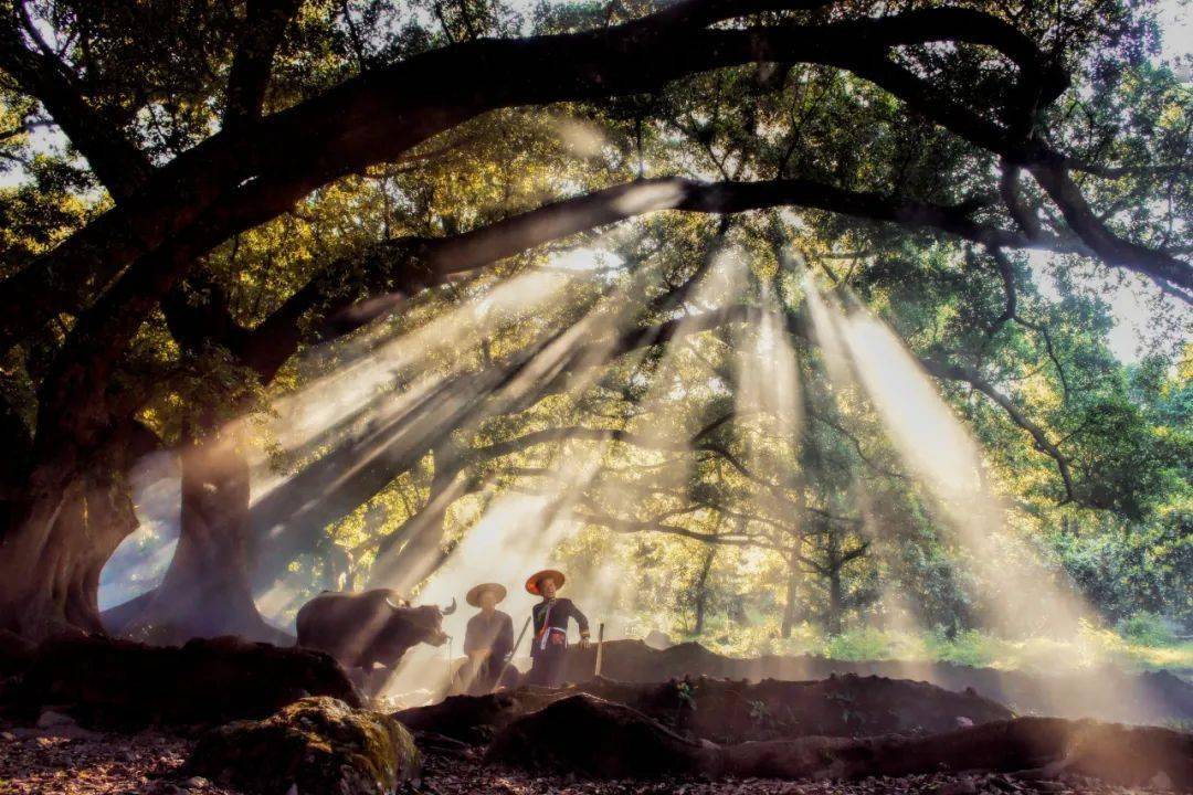 《南鄉子·秋暮村居》清·納蘭性德紅葉滿寒溪,一路空山萬木齊.