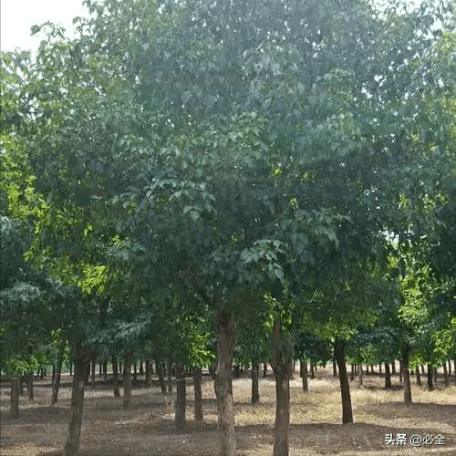 45種行道樹特性和應用_土壤_萌芽_氣候