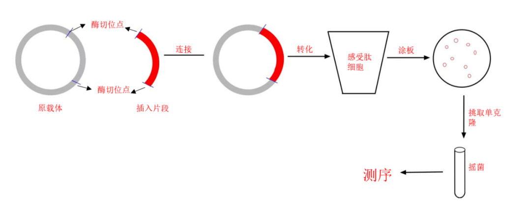 質粒構建的心得分享_進行_實驗_載體