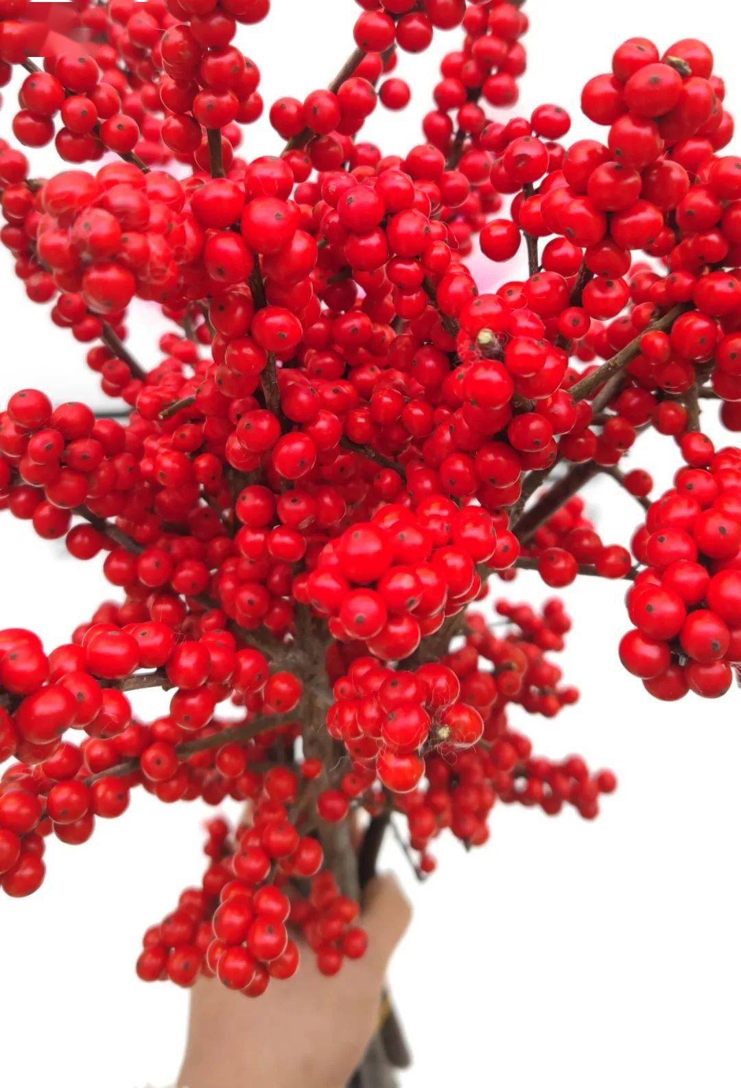 冬青为何是花艺界爱马仕_北美_原因_寓意