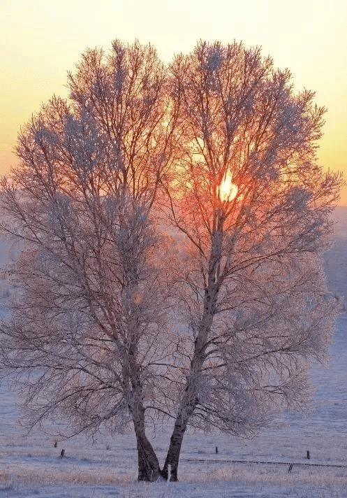 的酷野亲子之旅,在坝上水墨童话世界定格最美冬日-_内蒙古_北京_草原