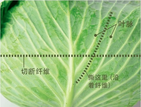 白菜叶叶脉图说明图片