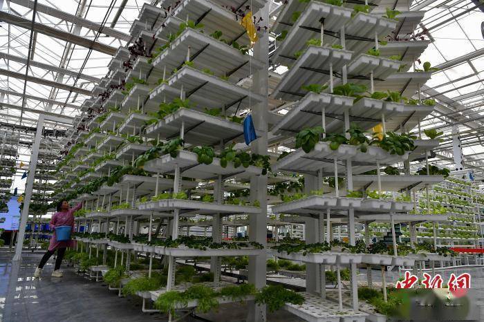 (追着雪花看新疆)探访新疆昌吉未来农业科技馆:蔬菜"坐缆车" 冬日绿意