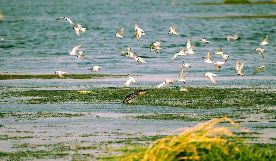 荊州洪湖溼地候鳥重要棲息地石首天鵝洲長江故道麋鹿重要棲息地