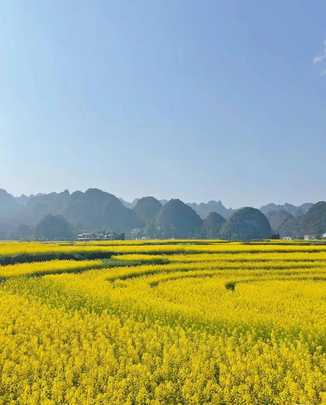 兴义油菜花最佳地点图片