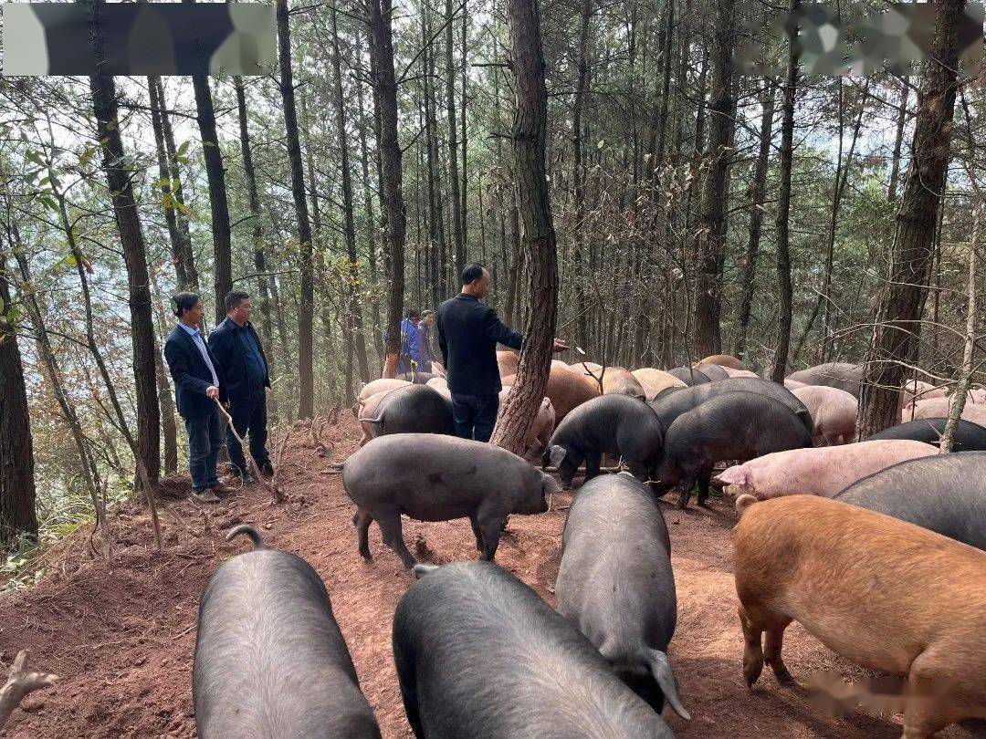 在九仓镇仁和村大山深处林下养殖产业同样是风生水起除了林下种植促