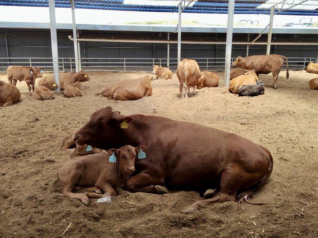 威宁黄牛_遗传_大山头_毕节市