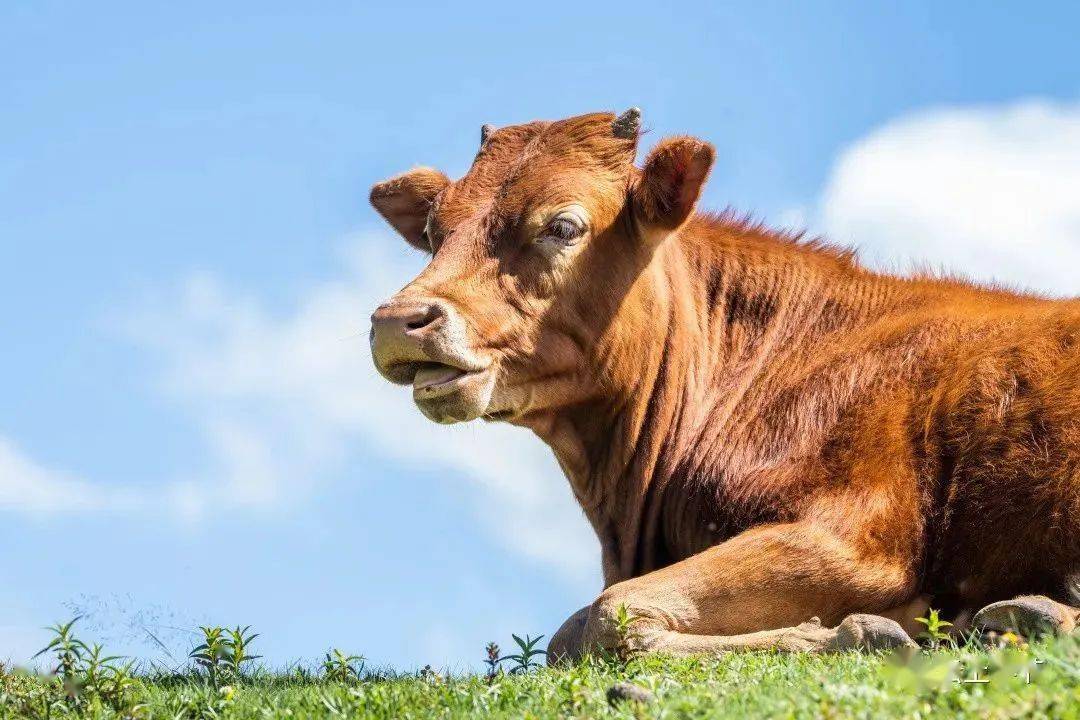 威宁黄牛_遗传_大山头_毕节市