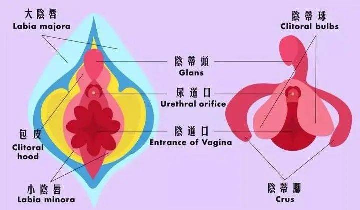 女人的私处有几种图片