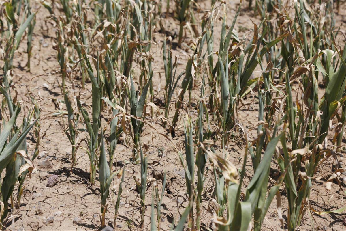 2023年8月25日,也门萨那郊区枯萎的庄稼