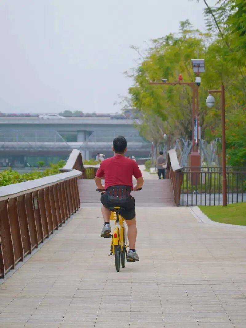 大沙河清澈寬闊的河道是大白鷺,小白鷺等水鳥的樂園,白鷺群在河水中