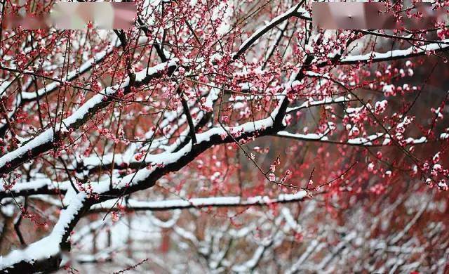 踏雪尋梅,靜待春歸_梅花情_雪花_紅梅