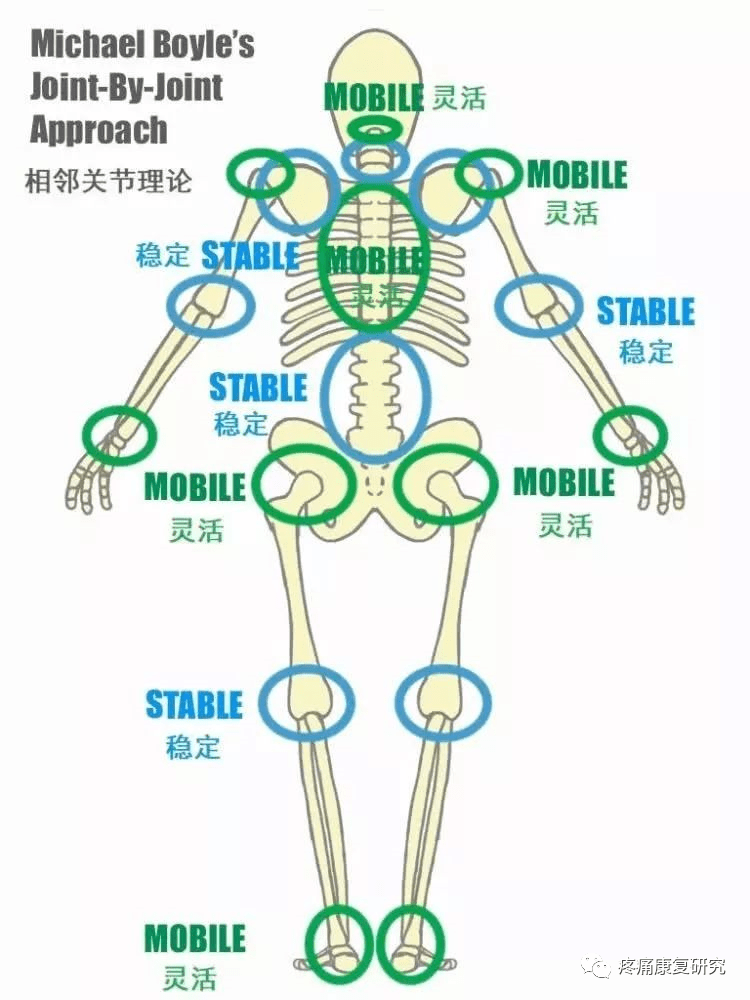 頸痛不可忽視的原因:胸椎活動度_關節_頸椎_腰椎