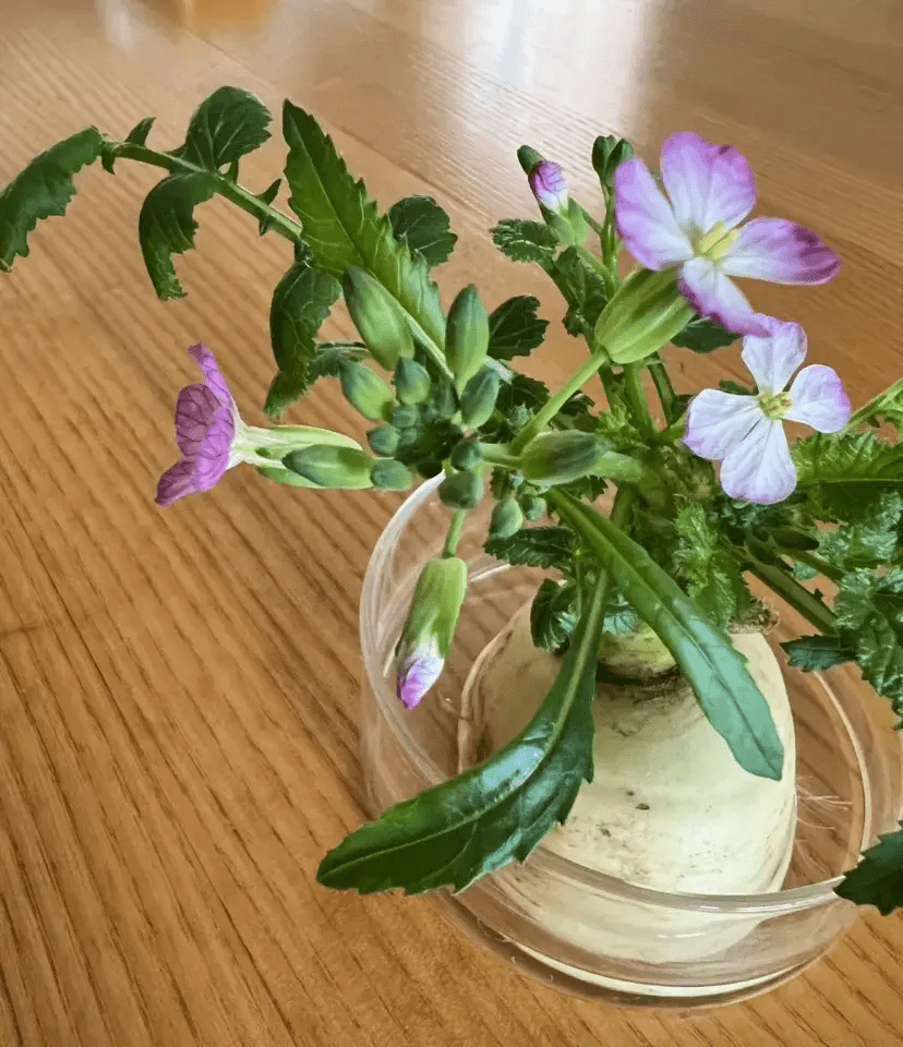 水培萝卜,给水就能开花