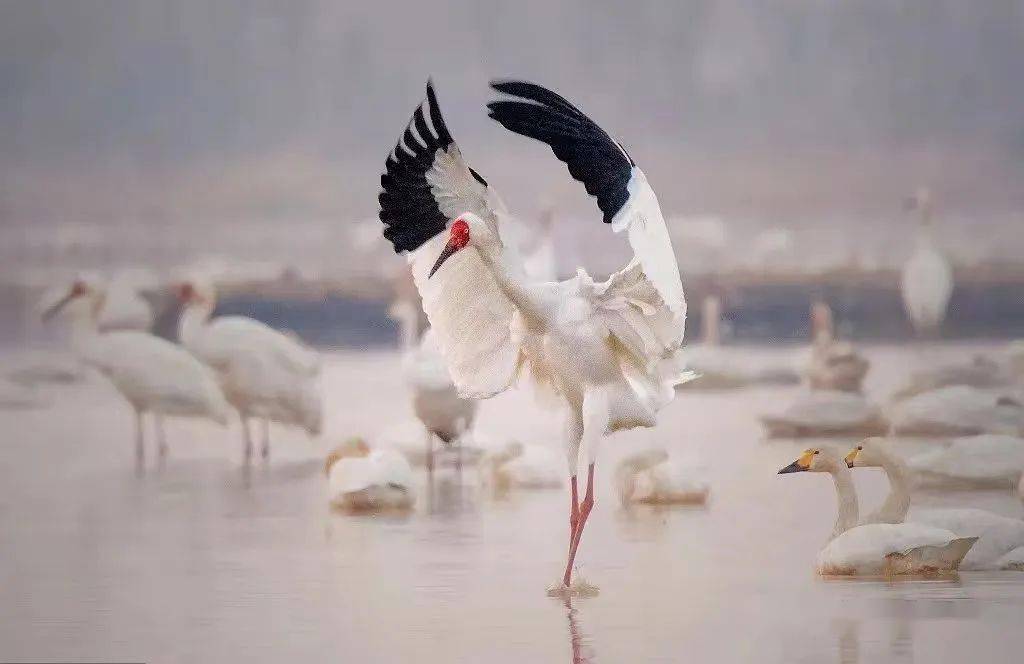 【尹利专栏】黄桷树下,又见白鹤飞_操场_校园_翅膀