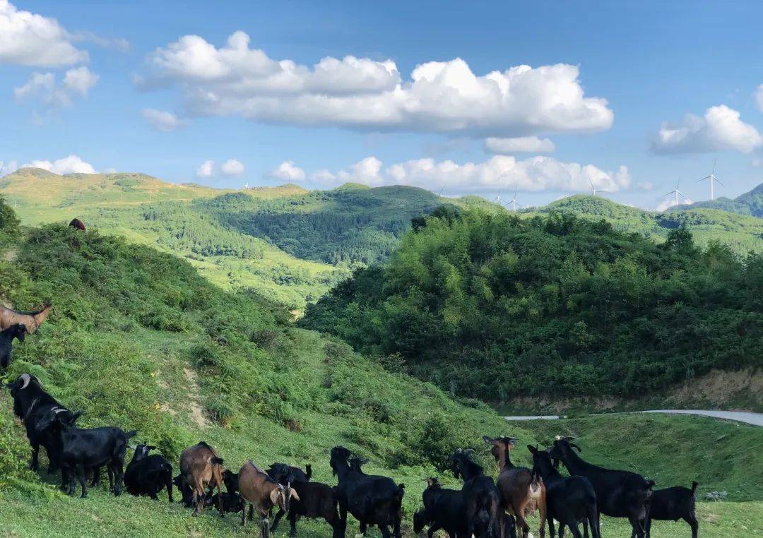 【昌明风物集】"兴"在昌明_昌明镇_贵定县_产业