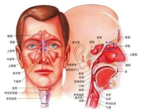 打鼾,耳鳴,嗅覺喪失?——都是鼻息肉惹的