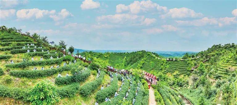 擦亮"金字招牌",农业经济强起来!紫金加快农业特色优势产业发展