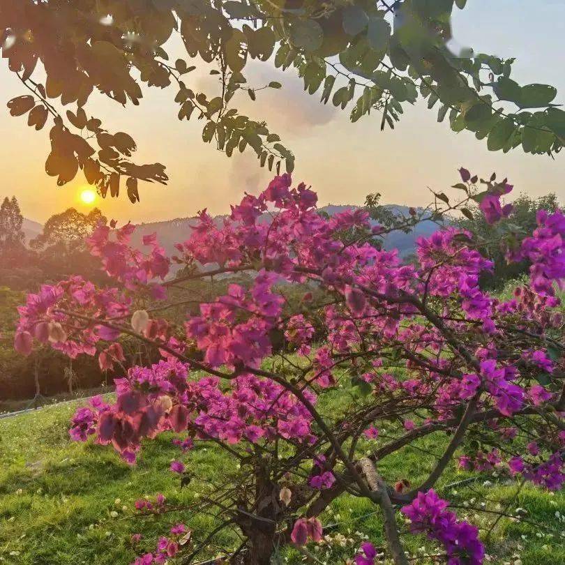 杜阮鎮_公園_花海