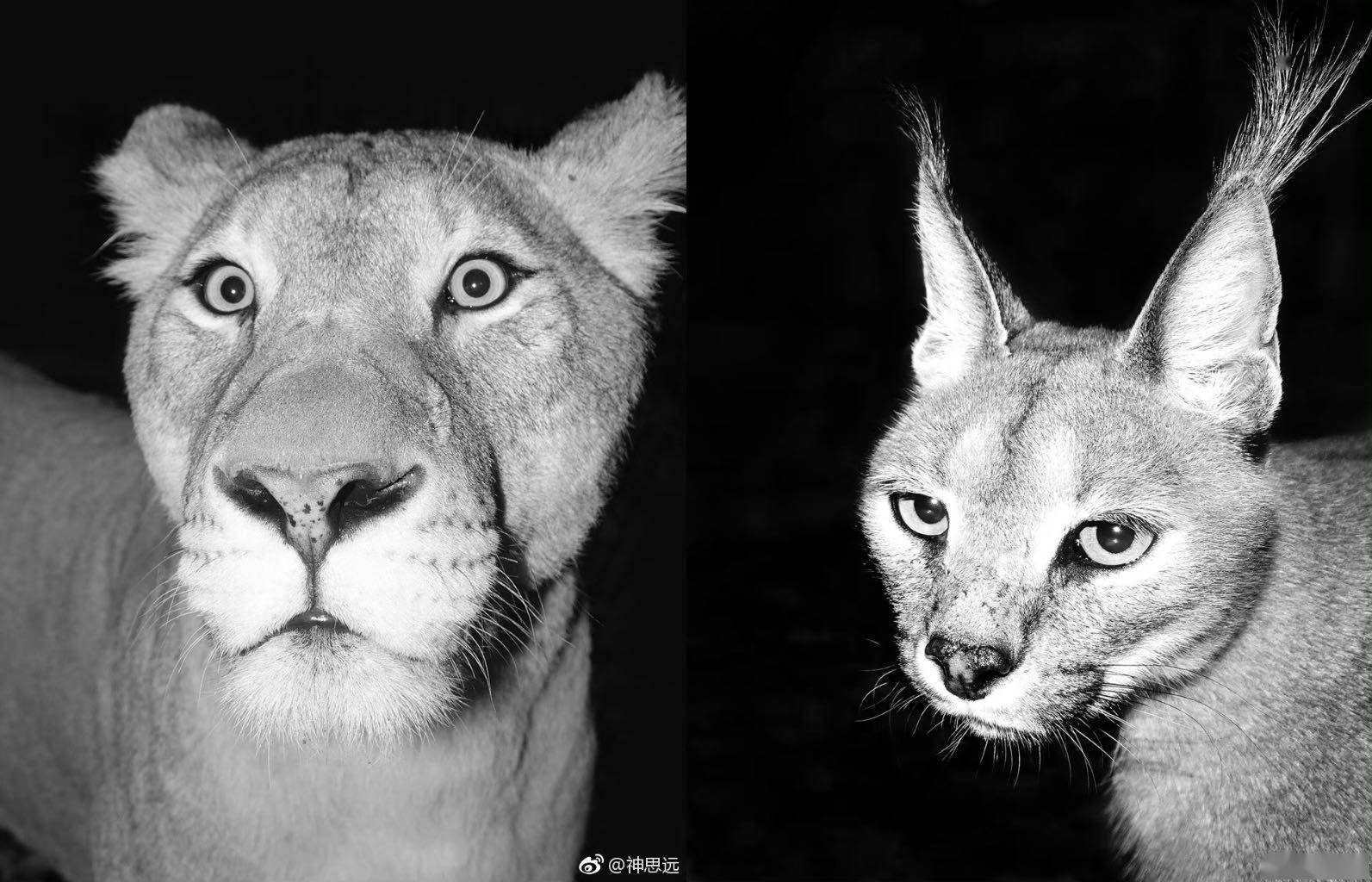 钛媒体独家对话ai摄影师神思远:一个游离在主流摄影圈层之外的aigcer