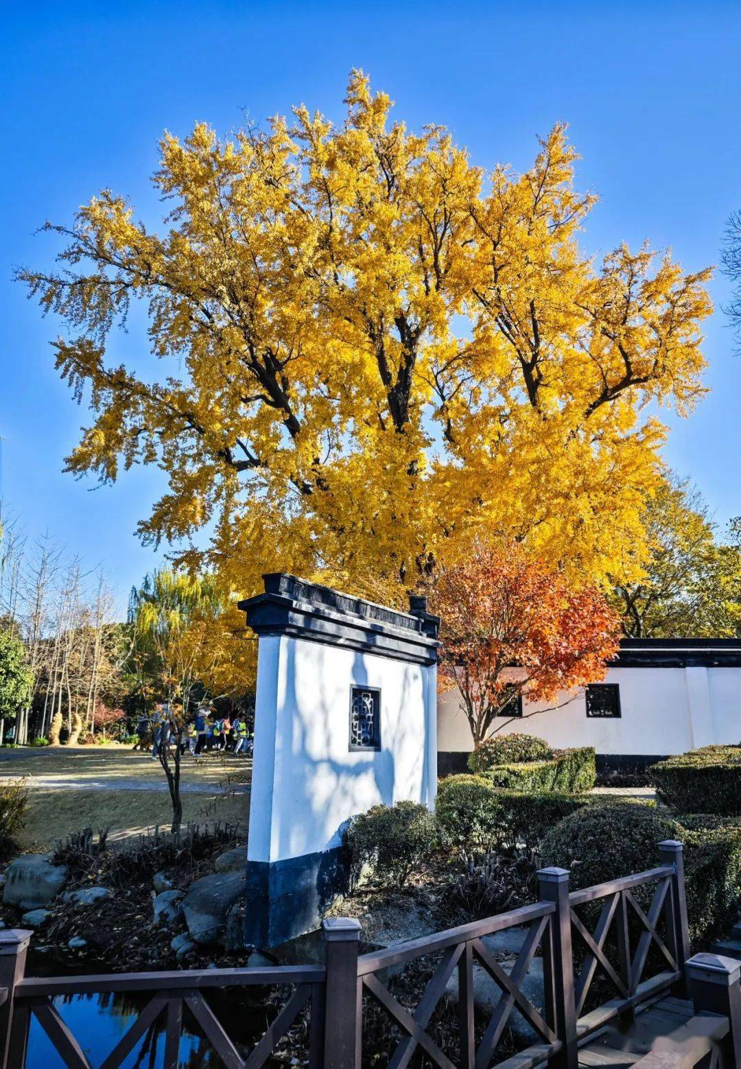 上海:千年古银杏公园_开平_鹰潭_自力村