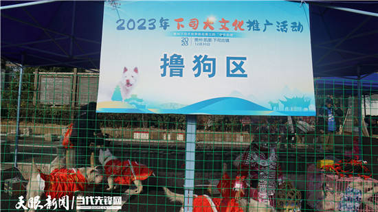 到凯里下司,"撸"世界名犬_活动_发展_贵州省