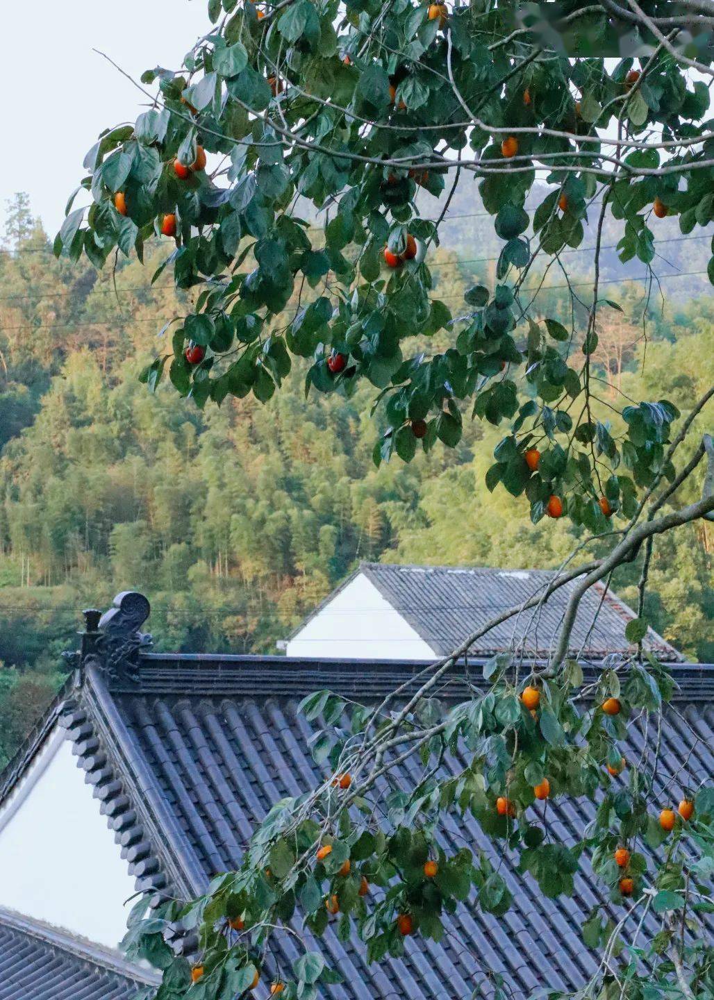 賞一片常青,探一條古街,在畲鄉感受山風和鳥鳴_青街_平陽縣_文化