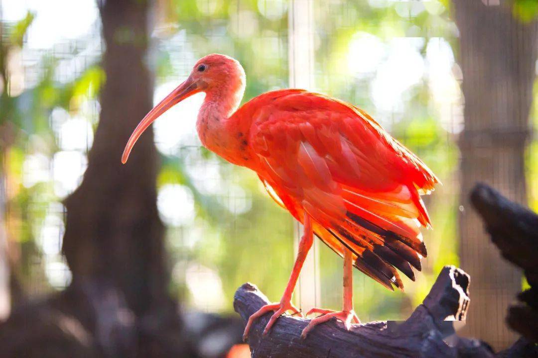 句圖百科 | 珍稀動物在中國_保護區_大熊貓_金絲猴